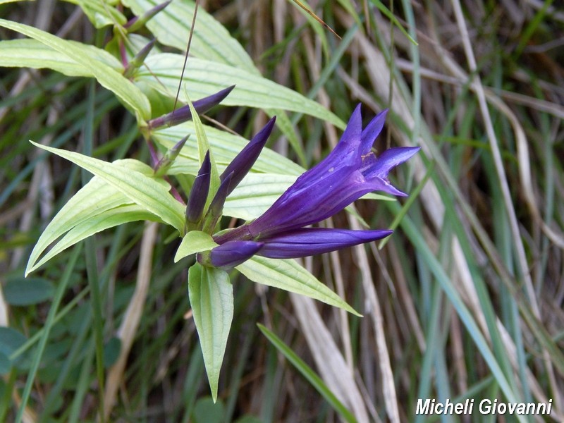 Gentiana asclepiadea